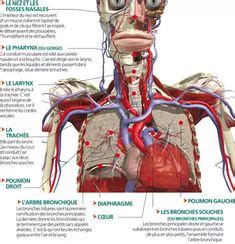 900 idées de Anatomie du corps humain anatomie du corps humain