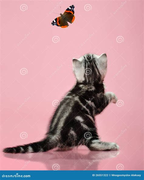 Young Cat Catching Butterfly Royalty-Free Stock Image | CartoonDealer