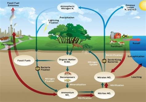 Gambar 26 Daur Nitrogen Nitrogen Cycle Sumber Download