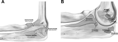 Quantitative Anatomic Analysis Of The Medial Ulnar Collateral Ligament Complex Of The Elbow