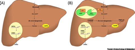 Sex Hormonebinding Globulin Biomarker And Hepatokine Trends In