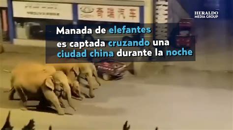 GRABAN A Manada De ELEFANTES Cuando Cruza Las Calles De CHINA YouTube