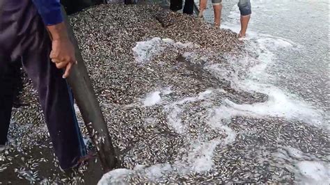 Amazing Billions Of Ilak Fish Enter The Nets Of Fishermens Beach