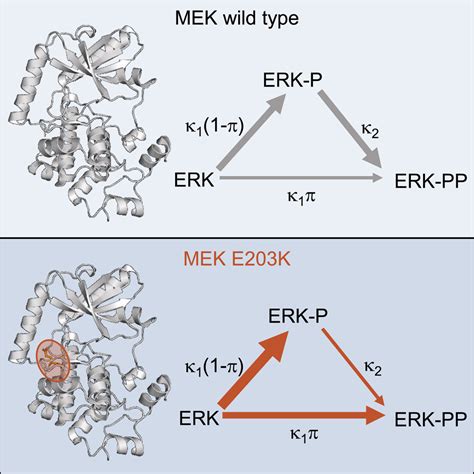 Inference Of Multisite Phosphorylation Rate Constants And Their