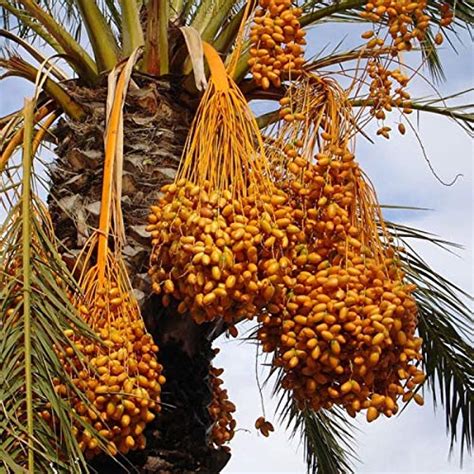 Shop Garden Phoenix Dactylifera Date Palm Date Tree Seeds For