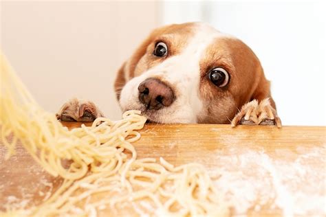 Cachorro pode comer macarrão Revista Meu Pet