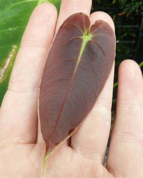 Anthurium Purple Velvet X Marmoratum