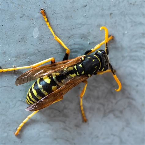 Tucson, AZ Bee & Wasp Control: Peach Pest Co. Services