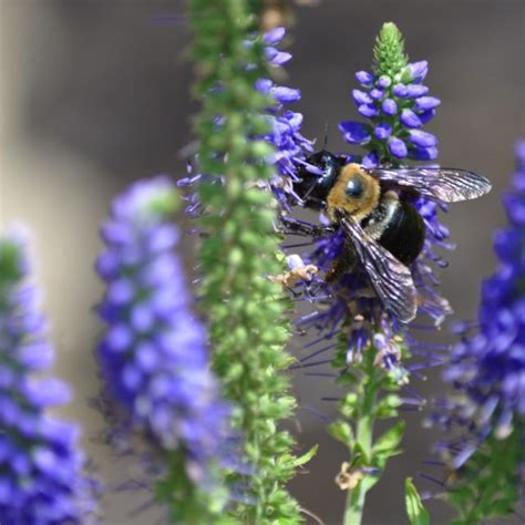 Purple Flowers And A Bumble Bee Purple Flowers Purple Bee