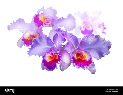 White Cattleya Orchid Hi Res Stock Photography And Images Alamy