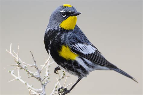 Bird Days of Summer - Bird Malheur National Wildlife Refuge ...