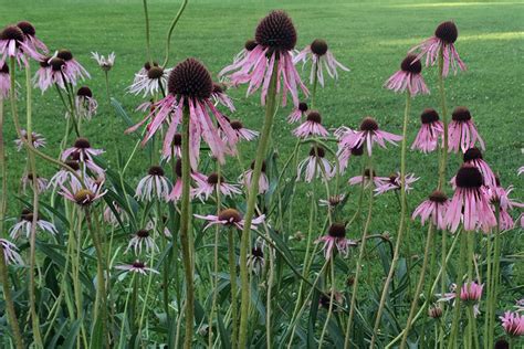 Narrow Leaved Coneflower Echinacea Angustifolia Thomas Jeffersons