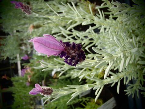 Rarit Ten G Rtnerei Garten Jan Schopflavendel Lavendula Stoechas