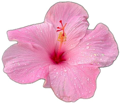 Seminole Pink Hibiscus Live Plant Multiple Sizes Etsy In 2024 Hibiscus Live Plants Plants