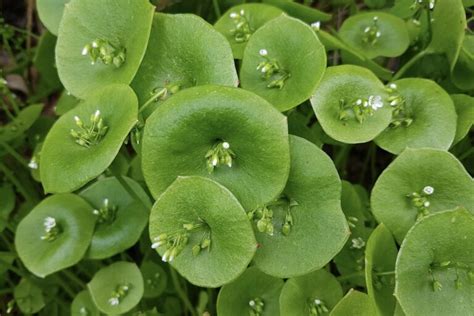 Winter Purslane How To Grow Miners Lettuce Plantura