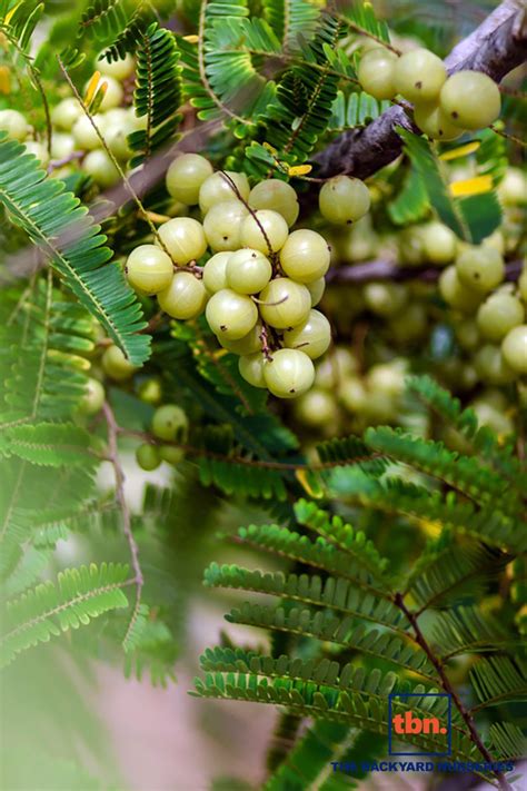 PHYLLANTHUS EMBLICA - THE BACKYARD NURSERIES