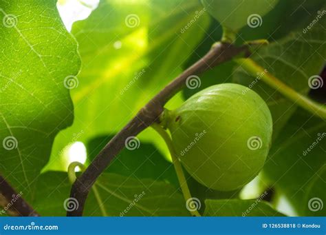 Los Higos Maduros Dan Fruto En Las Ramas Cierre Para Arriba Foto De