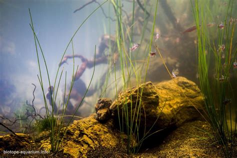 Japurá River at dawn, Colombia, 180 L – Biotope Aquarium