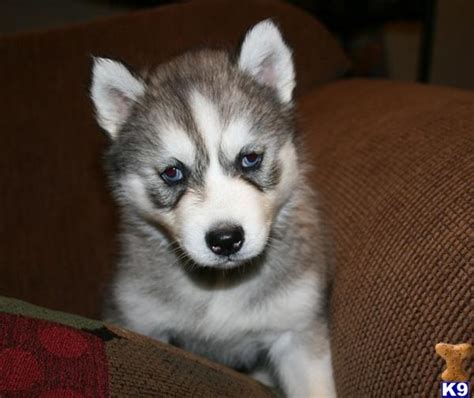 Siberian Husky Puppy For Sale AKC Siberian Husky Champion Bloodlines