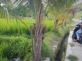 Tanah Sawah Pinggir Jalan Aspal 9 Are Di Lingsar GERBANG PROPERTY