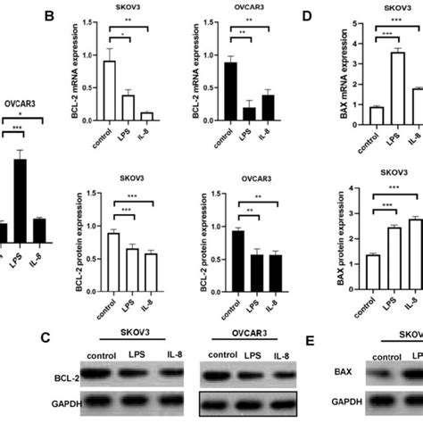 Lps And Il Stimulated Ucb Derived Neutrophils Induced Apoptosis Of