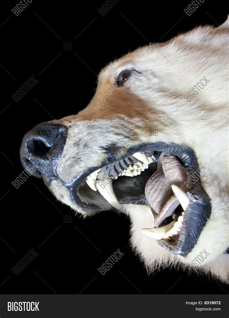 Bear Open Mouth Image & Photo (Free Trial) | Bigstock