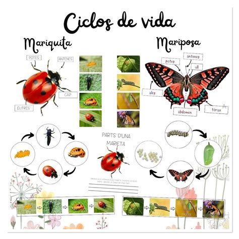 Ciclo De Vida De La Mariposa Y Mariquita Caminando Por La Infancia