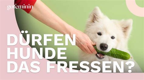 Gesunder Snack Oder Pures Gift D Rfen Hunde Gurke Essen Youtube