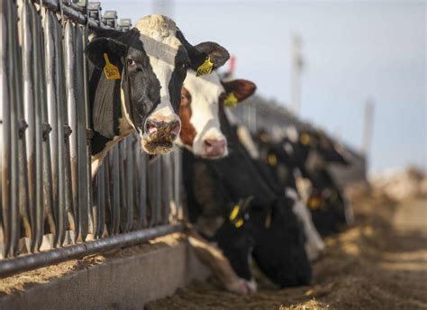 Tats Unis Deuxi Me Cas Humain De Grippe Aviaire Transmise Par Une Vache