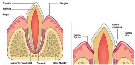 Anatomia Interna Dent Ria Ilustrando As Estruturas De Prote O