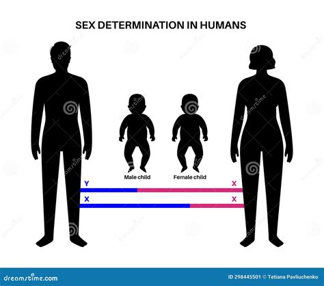Sex Determination In Humans Stock Vector Illustration Of Baby Woman