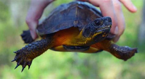 Can Turtles Live Without Their Shell Pictures And Video