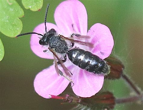 Andrena cf pilipes RL3 Schwarze Köhler Sandbiene Andrena Flickr