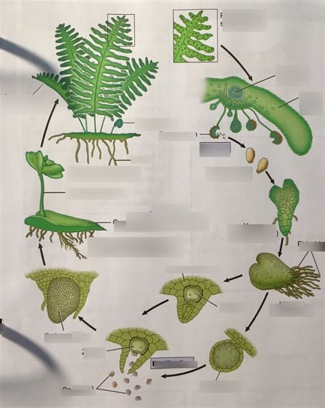 phylum pterophyta, fern life cycle -21 Diagram | Quizlet