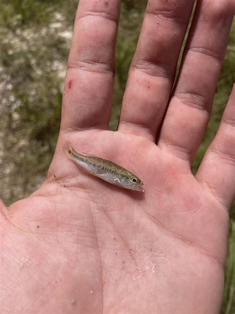 Baby Largemouth Bass Fish