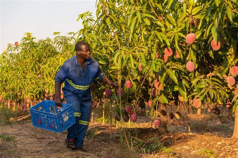 Farming Malawi Mangoes