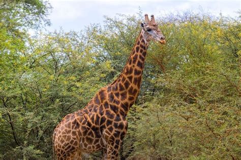 Tripadvisor Safari i Bandia Reserve och besök lejonet i Bandia Ranch