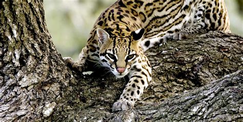 Ocelot Country - California Academy of Sciences