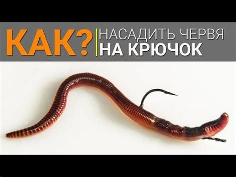 Как правильно насадить червя на крючок? - YouTube | Рыбалка, Советы для ...
