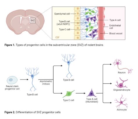 Types of Progenitor Cells in Rodent Subventricular Zone | BioRender ...