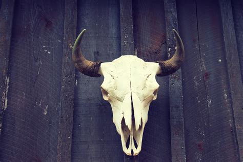 Bison Skull Series – JMP Traveler