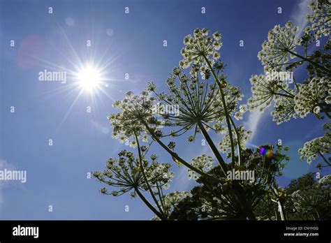 Giant Hogweed Heracleum Mantegazzianum Blooming Germany Stock Photo