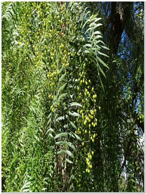 Albero Di Schinus Molle Passione Piante Vivaio Online