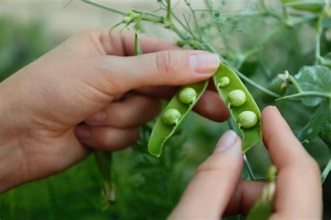 Premium Photo Woman Shelling Fresh Green Pea Pod Outdoors Closeup