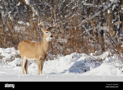 Odocoileus Virginianus Hi Res Stock Photography And Images Alamy