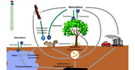 Ciclo Do Carbono