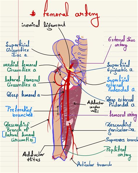 Femoral Artery In 2024 Medical School Stuff Basic Anatomy And