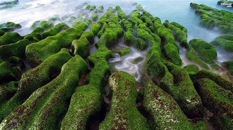 Forest Rock Nature Moss Green Coast Jungle Taiwan Rainforest