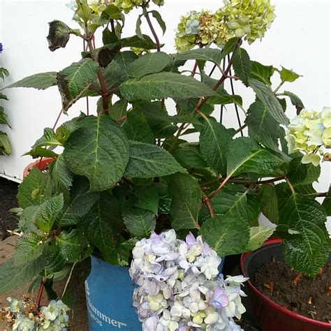 Hydrangea Macrophylla Piihm Ii Endless Summer Series Syn Hydrangea