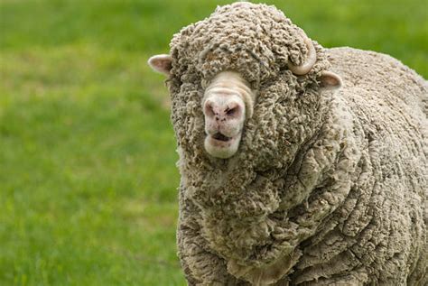 Merino Sheep Stock Photos, Pictures & Royalty-Free Images - iStock